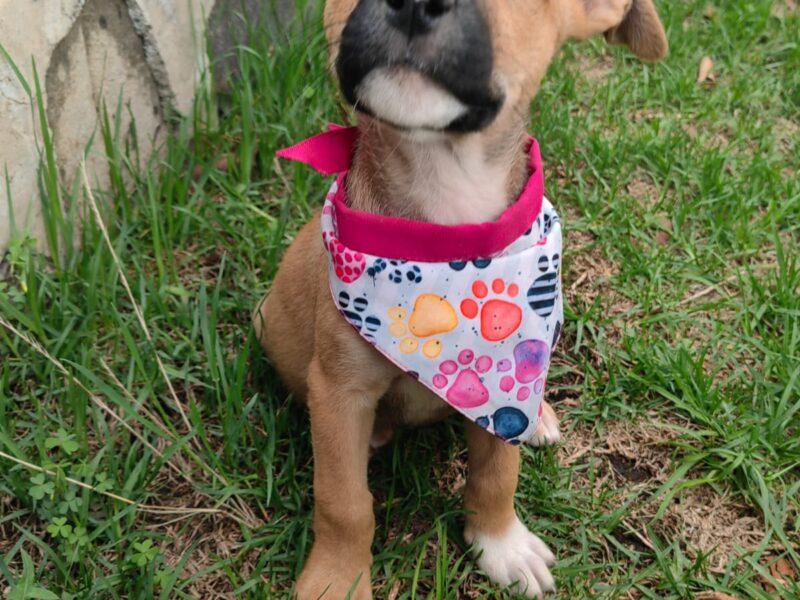 CANELA