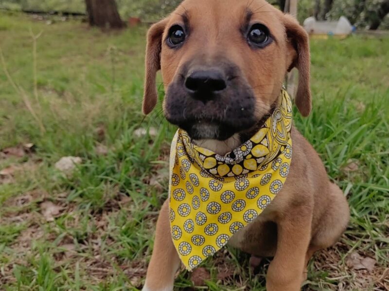 COCO