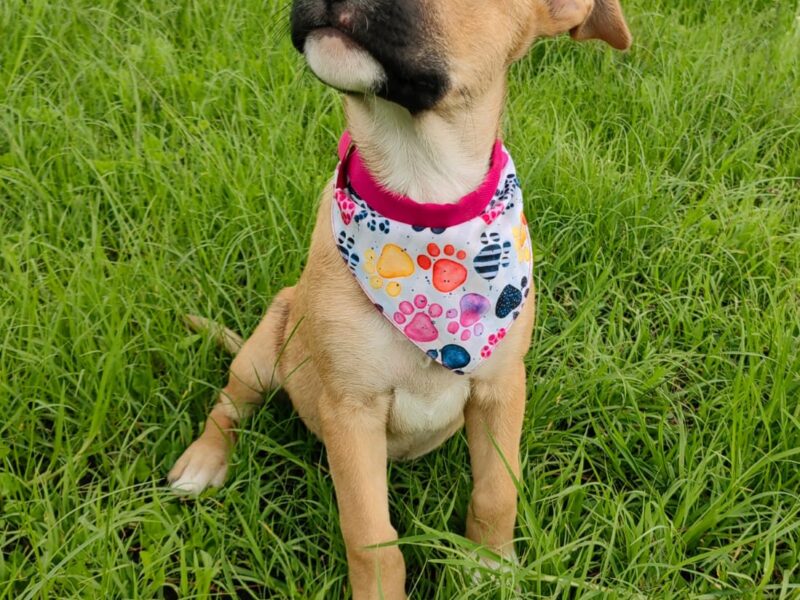 CANELA