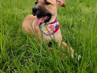 CANELA
