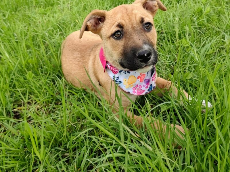CANELA