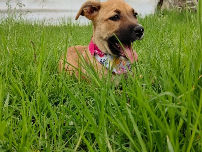CANELA