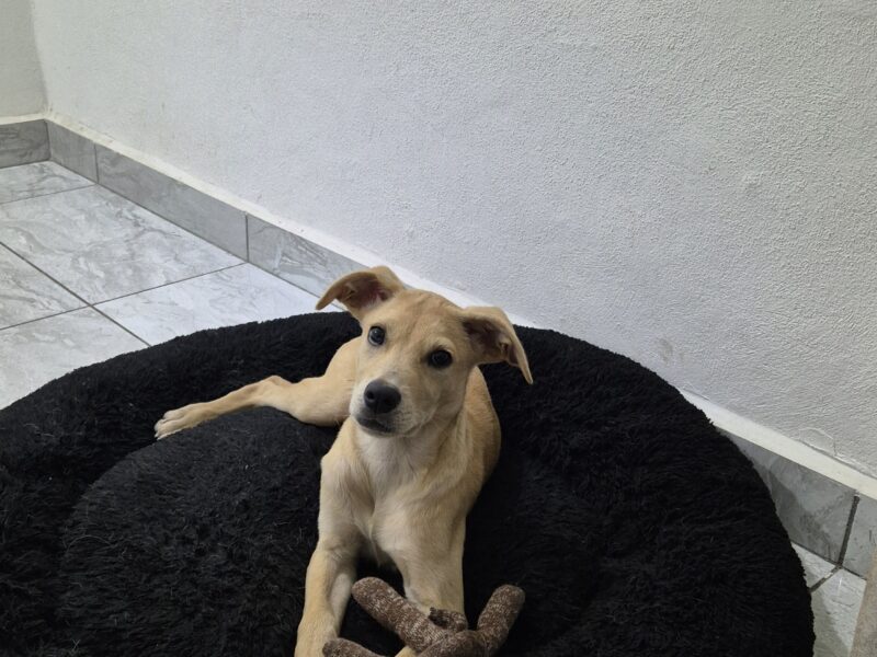 BRUNO