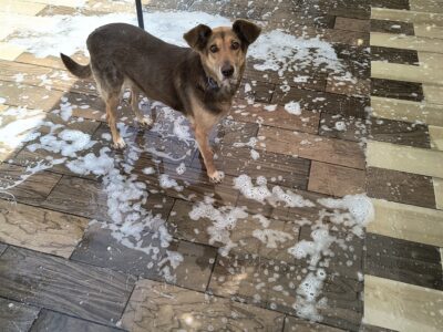 PEPINA