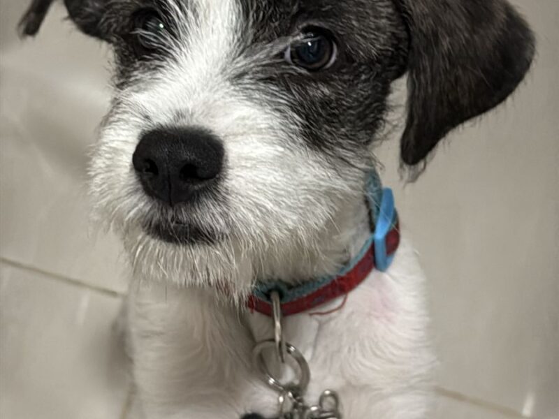 NOVA