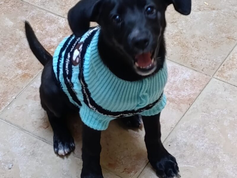 MAGGIE