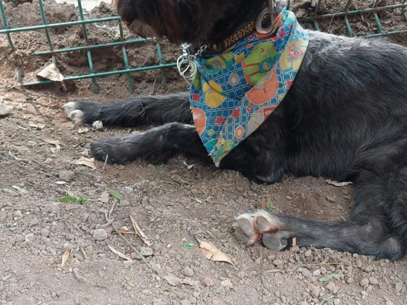 ODDY