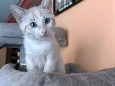 KIRA