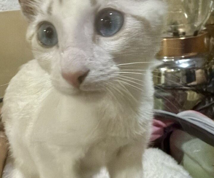 KIRA