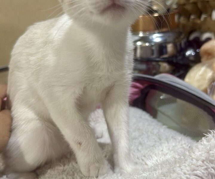 KIRA