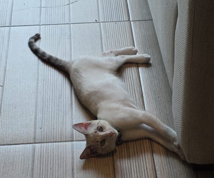 KIRA