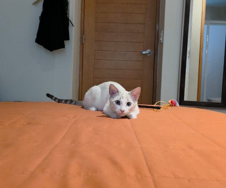 KIRA