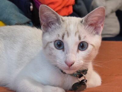 KIRA