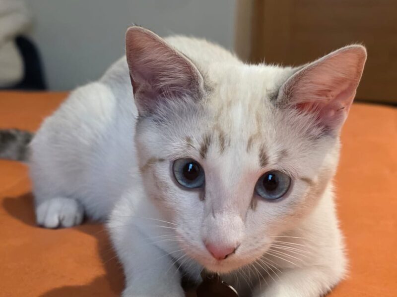 KIRA