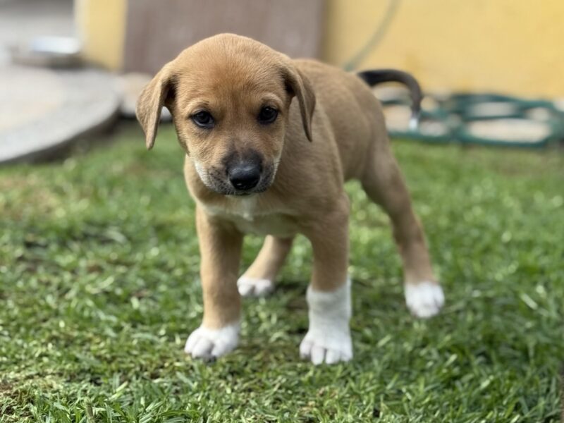 MAIA