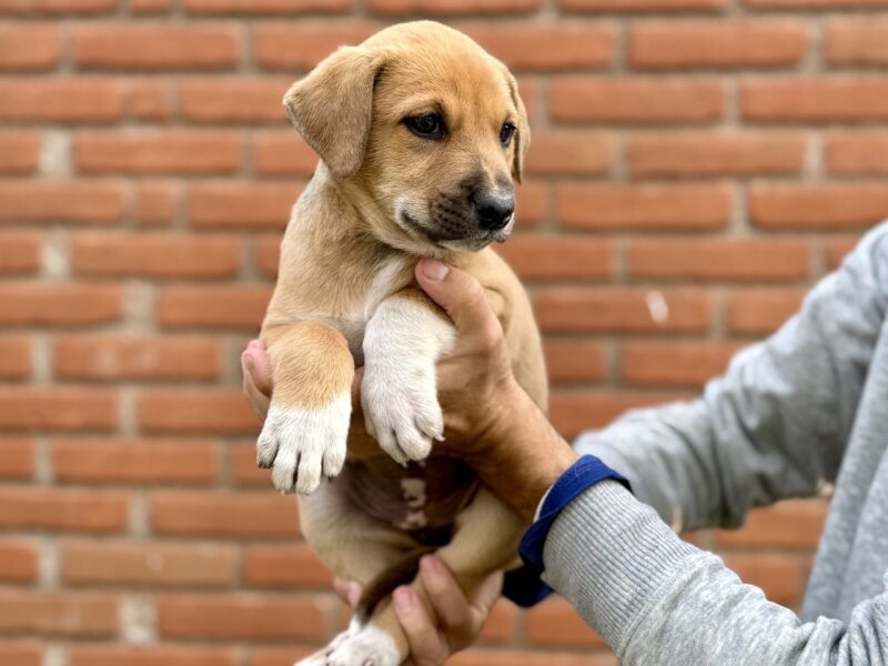 MAIA