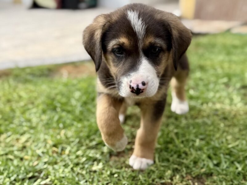 OLI