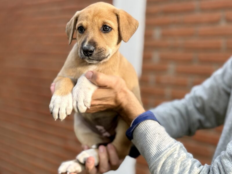 MAIA