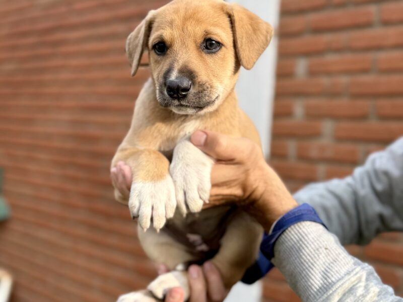 MAIA