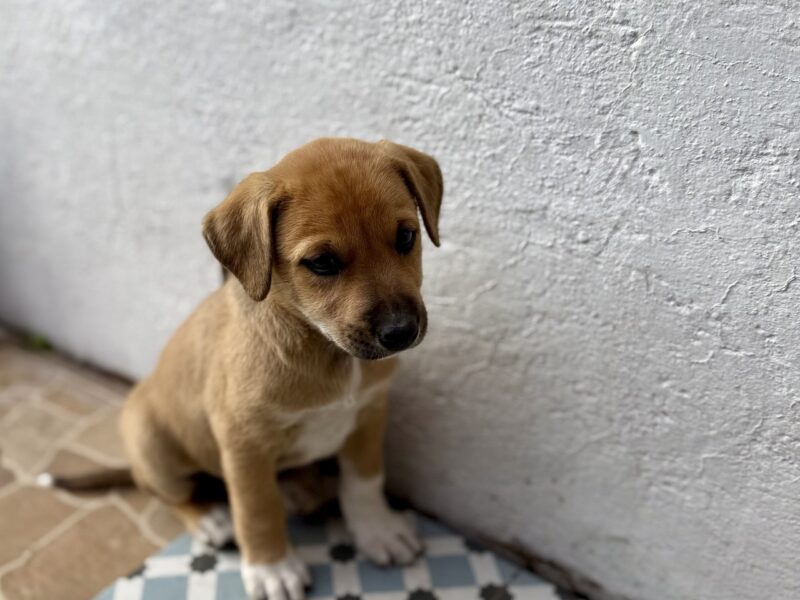 MAIA