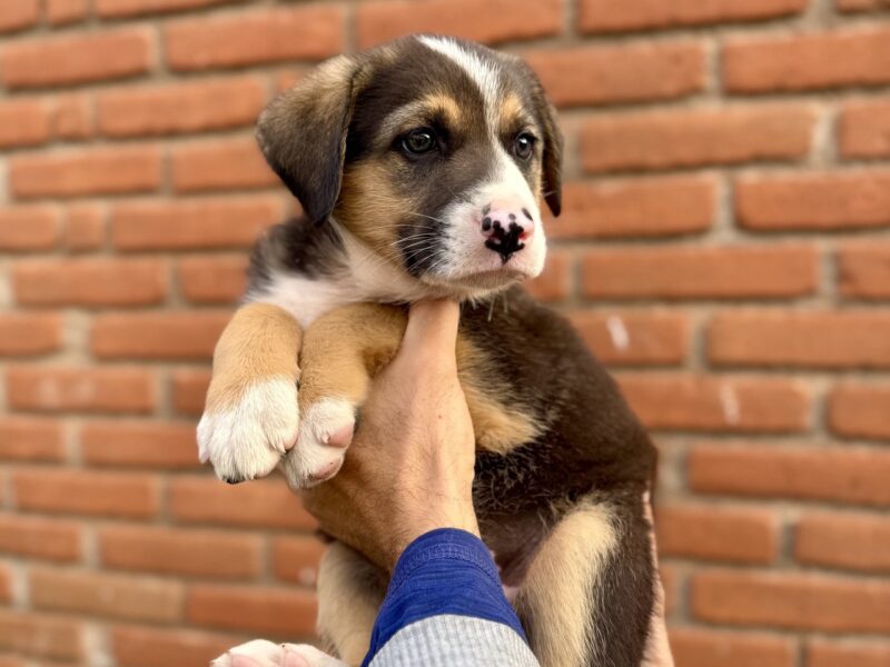 OLI