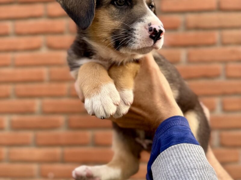 OLI