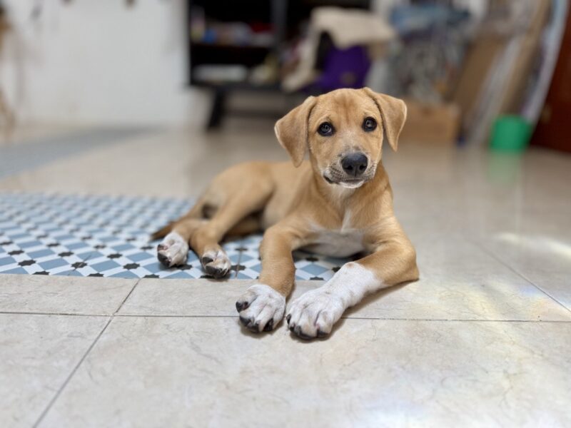 MAIA