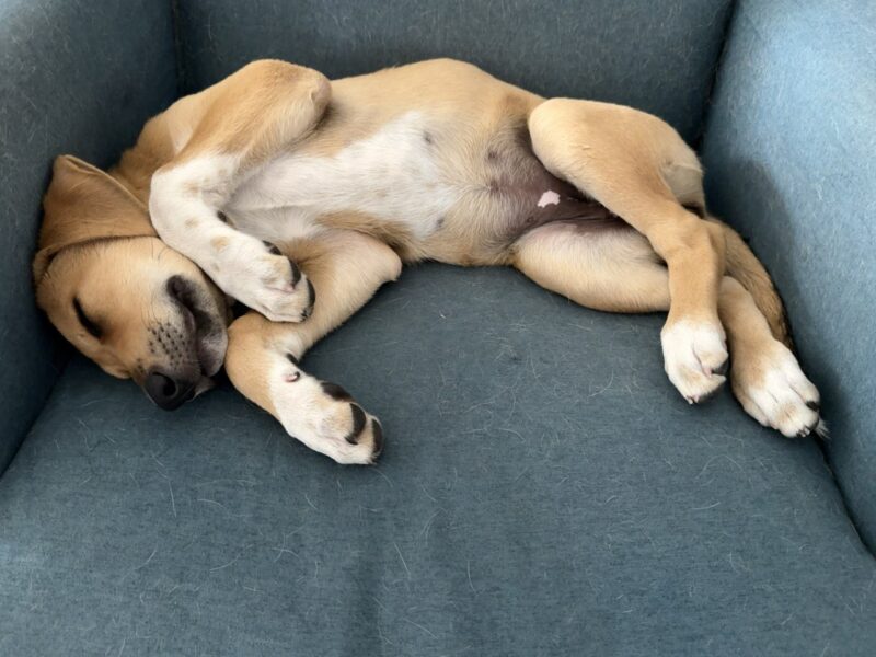 MAIA
