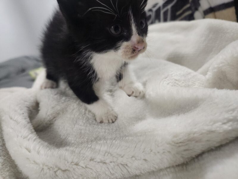MILO