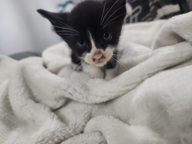 MILO