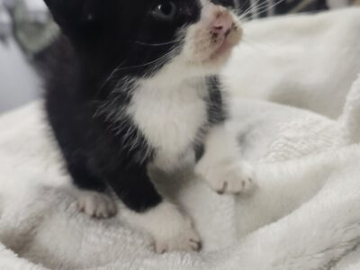 MILO