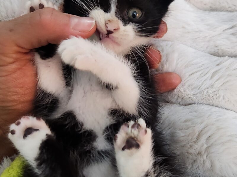 MILO