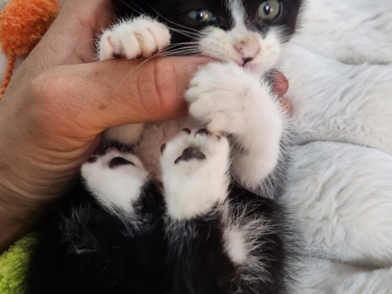 MILO