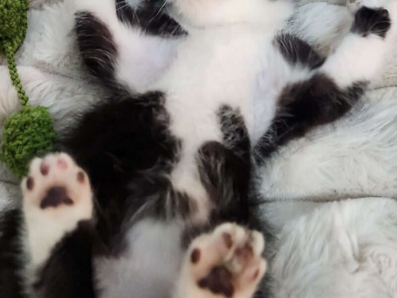 MILO