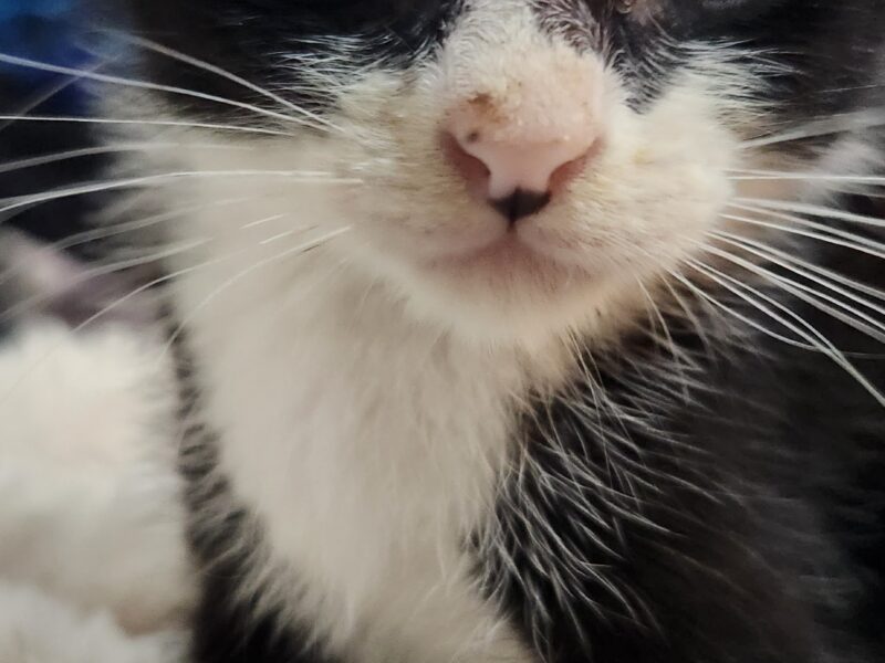 MILO