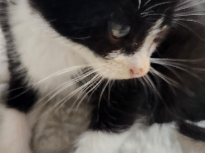 MILO