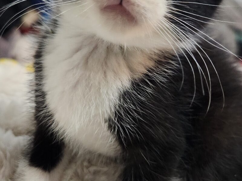 MILO