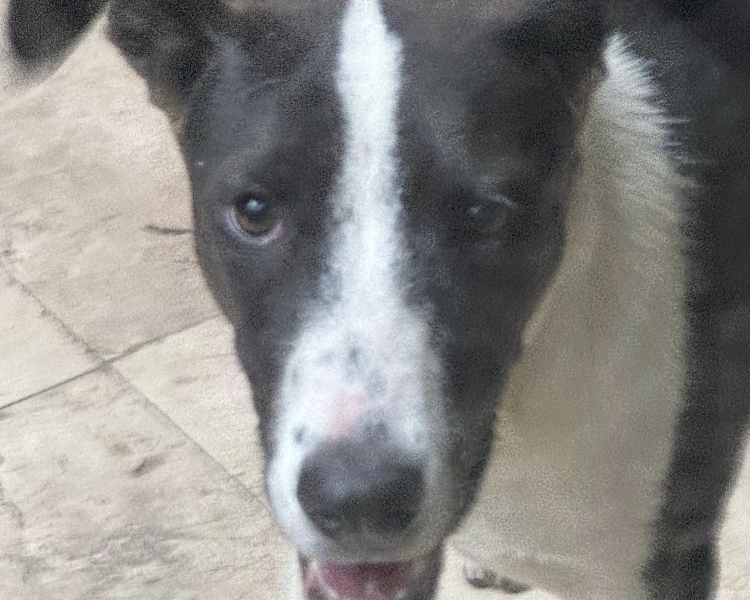 COOPER