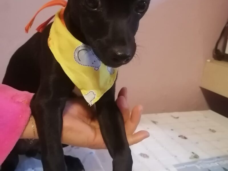 FRIJOLITO