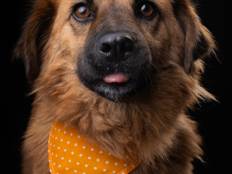 CARMELA