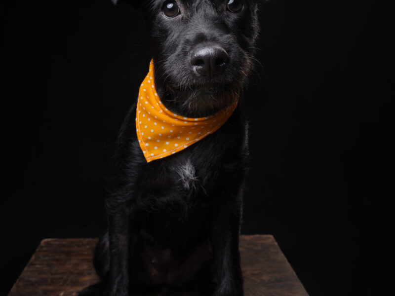MUÑECA
