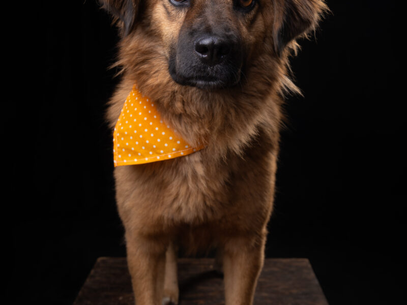 CARMELA