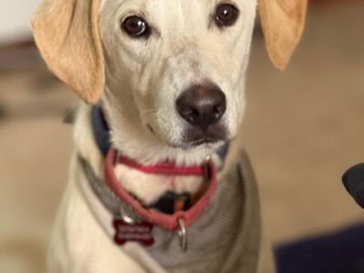 BELLA