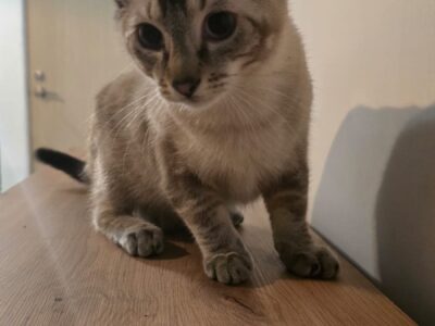 MALEK