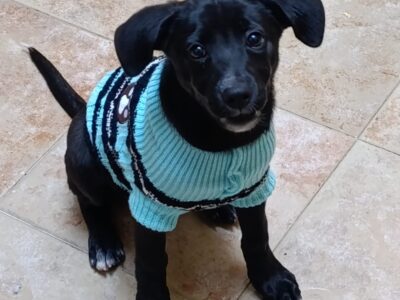 MAGGIE
