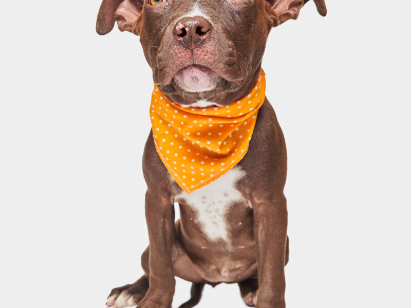 COCOA