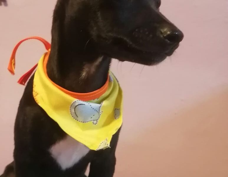 FRIJOLITO