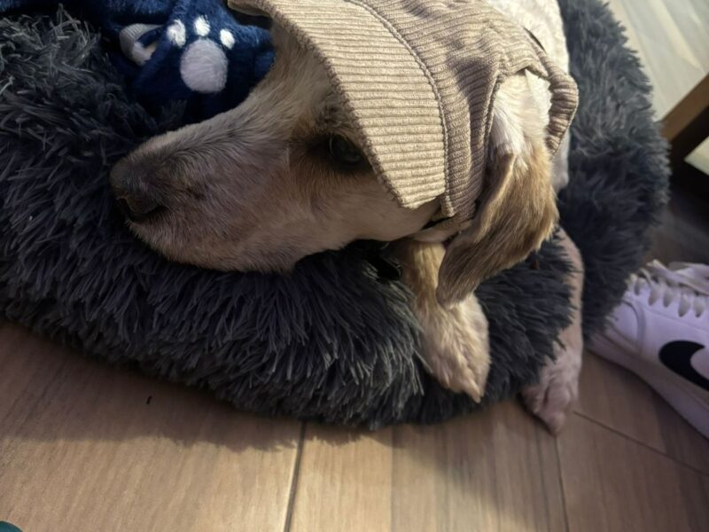 RUFO