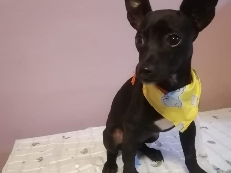 FRIJOLITO
