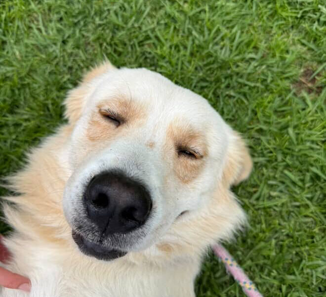 Bartolo